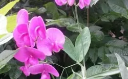 Bild 72: Wildorchideen am Wegrand